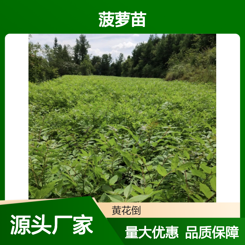 黄菠萝苗批发 基地直供药用药苗 移栽成活高 培育简单