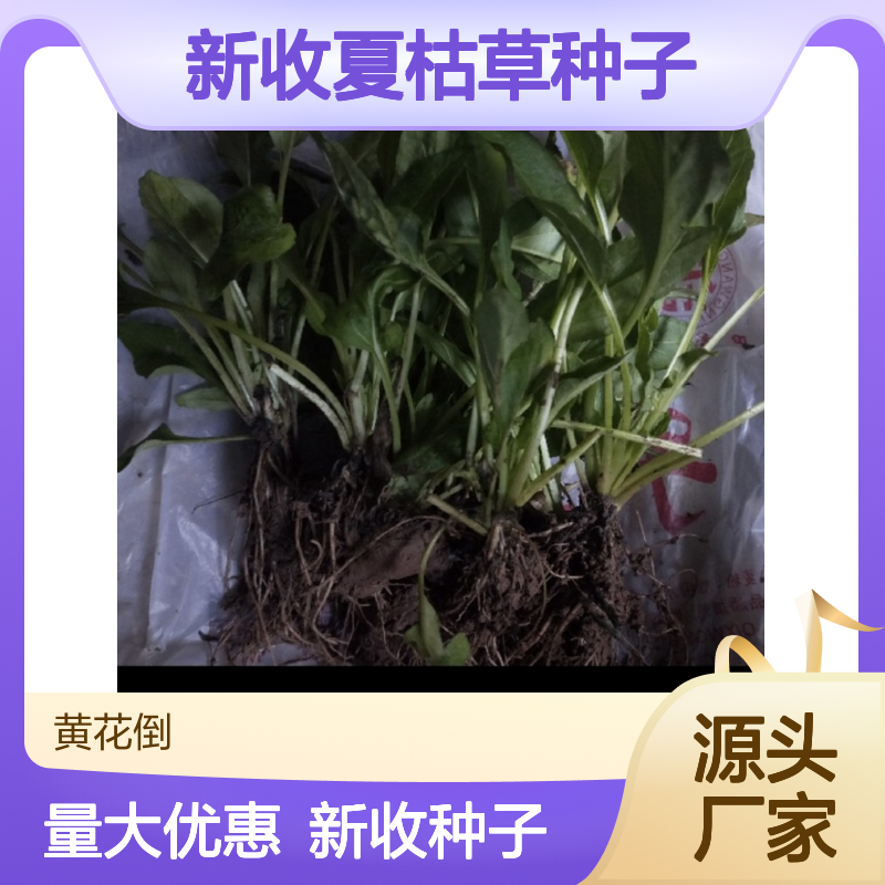 当年新收夏枯草种子 产地一手货源免费技术指导