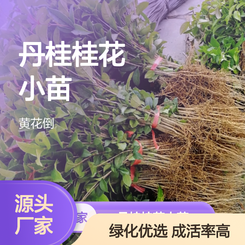 丹桂桂花小苗 基地直供批发种植 成活率高 绿化美化