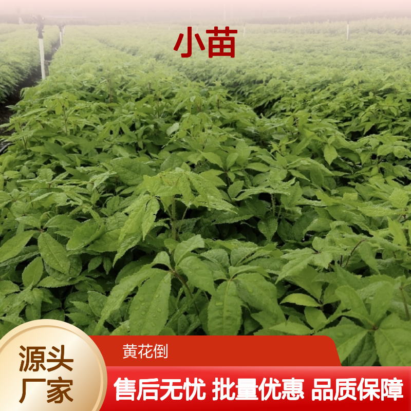 刺五加种植园 优质小苗供应 生长旺盛 药用价值