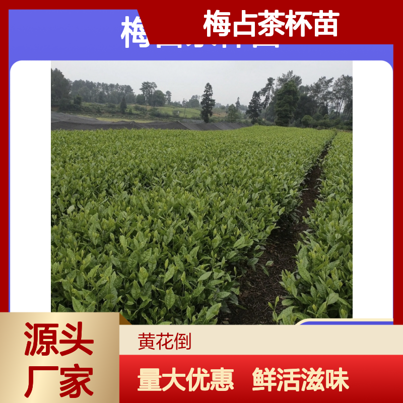 梅占茶杯苗 鲜活香气 园林绿化优选 现起现发 技术支持