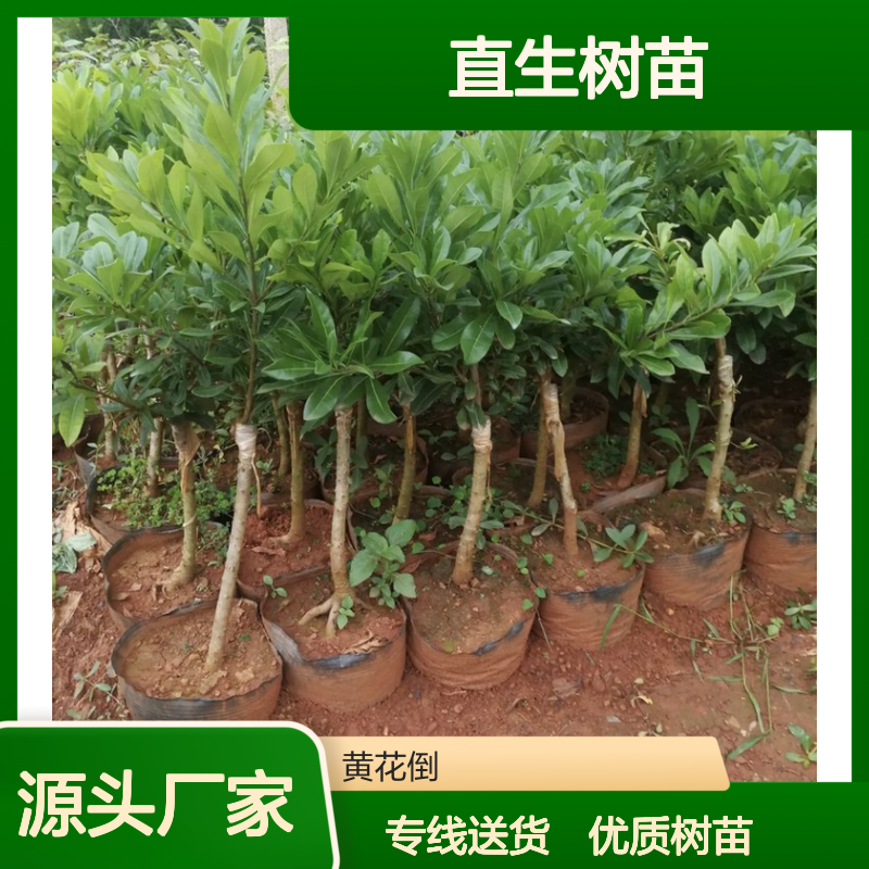 产地直供东魁杨梅直生树苗 购买数量达到要求 全国专线车直达送货