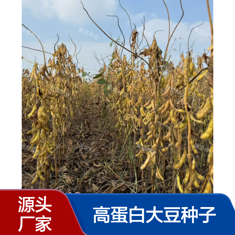 含油量高达22.3% 不炸荚抗倒伏 高油高蛋白大豆种子：中黄212