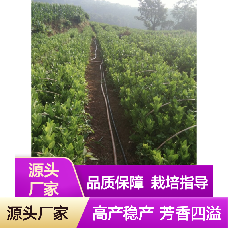广佛手苗 百亩基地直供 批发优选 高产稳产 芳香四溢