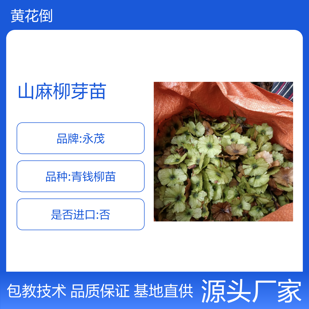 基地直供山麻柳芽苗 基地直发包教种植管理技术品质纯正可票