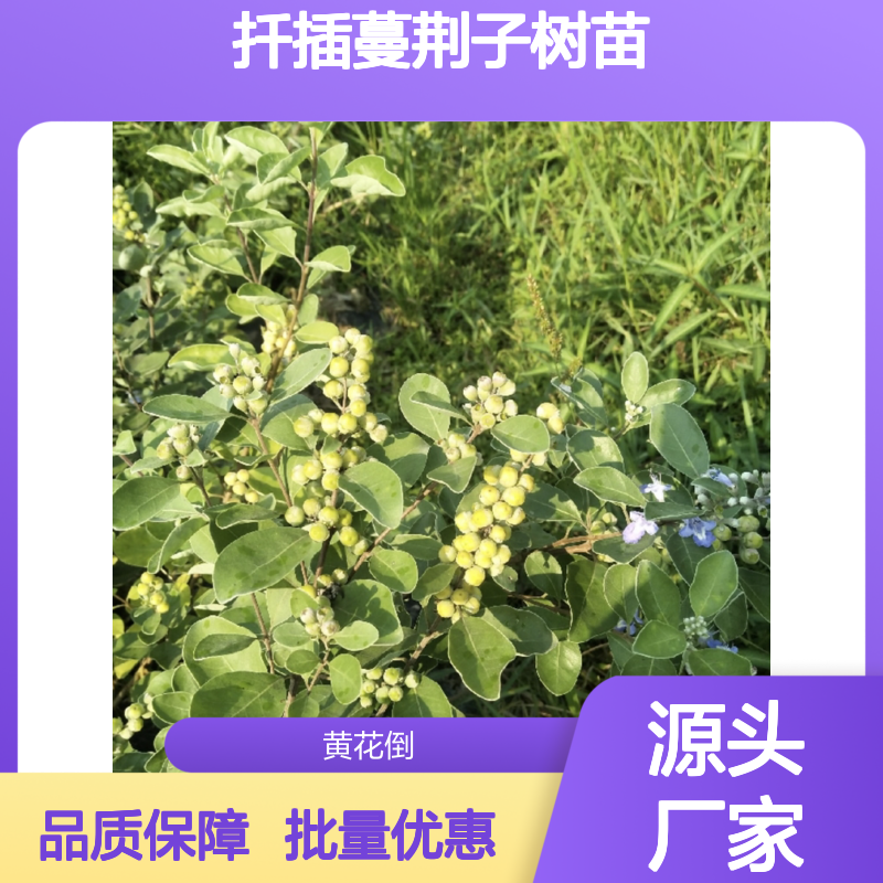 扦插蔓荆子树苗 海滩防风固沙优选 根系发达 适应性强
