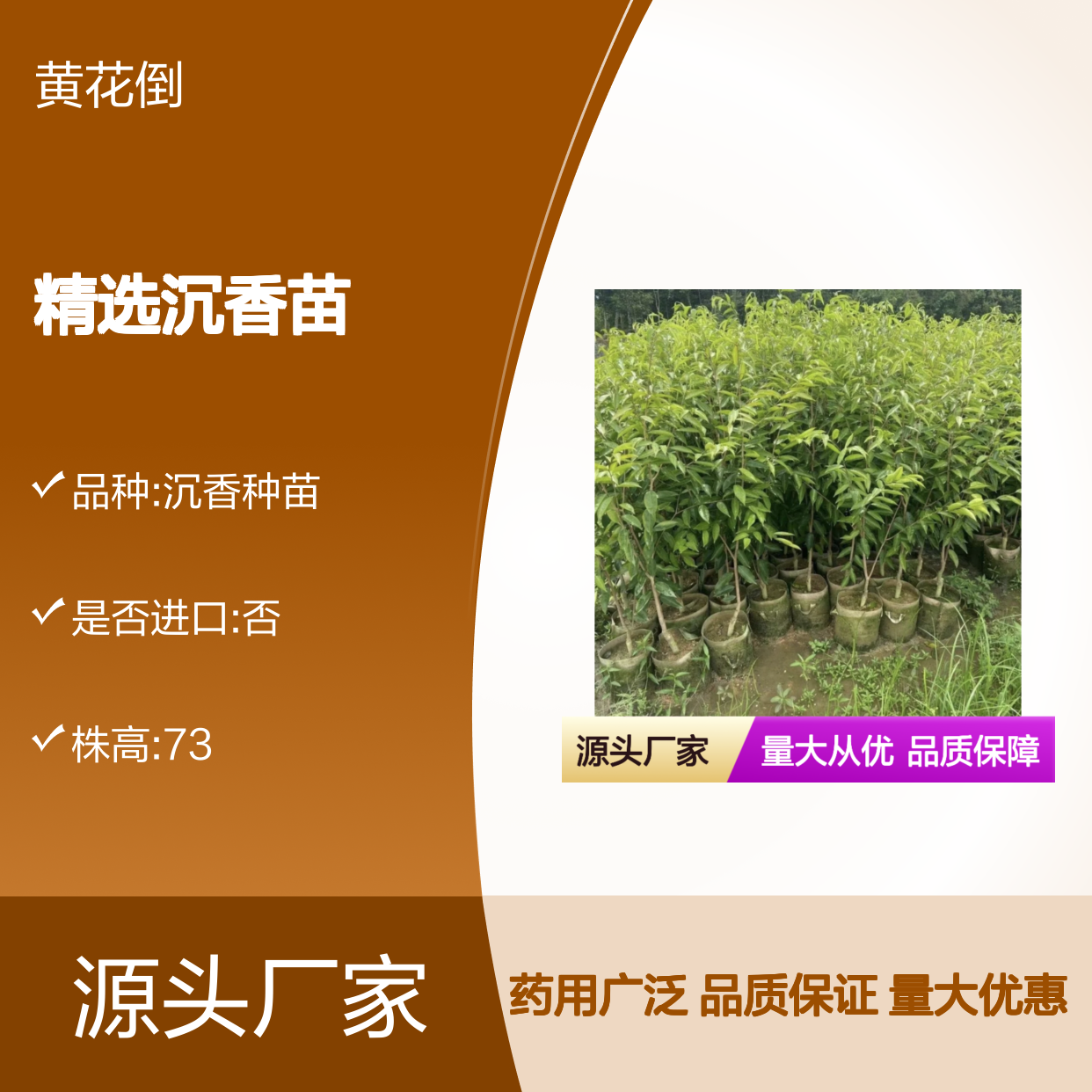 精选沉香苗 种植园直供 药用价值高 珍稀品种 生态友好