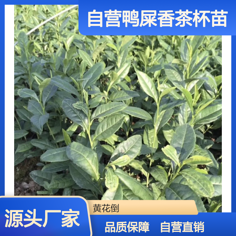 苗木合作社自营鸭屎香茶杯苗 购买数量达到要求全国专线车直达送货