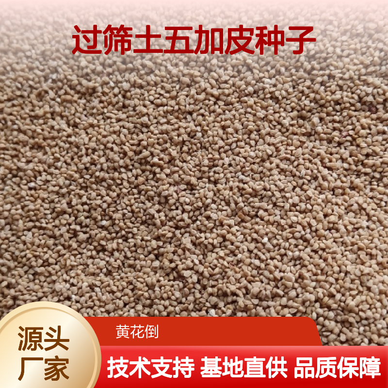 精选过筛土五加皮种子 基地直供免费技术指导