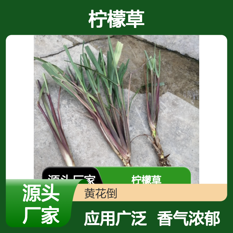 柠檬草百亩种植区 优质种苗批发 香气浓郁 应用广泛