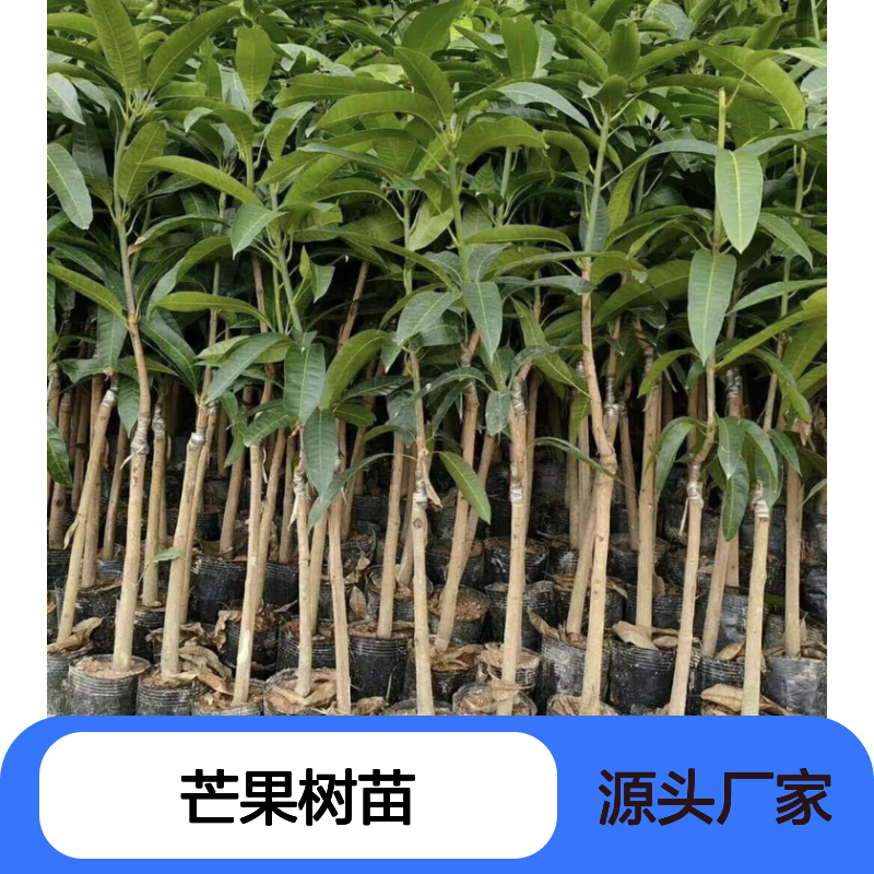 金煌芒果树苗 嫁接苗 甜度高纤维少 品质保证 生长迅速