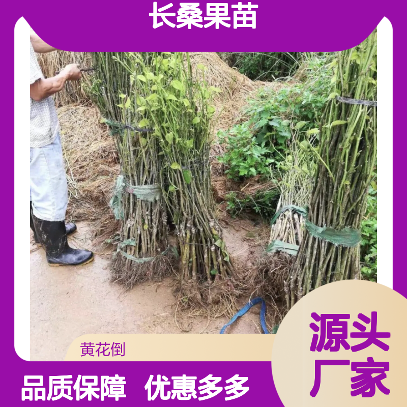长桑果苗 基地直供 种植指导 适应性强 管理简单