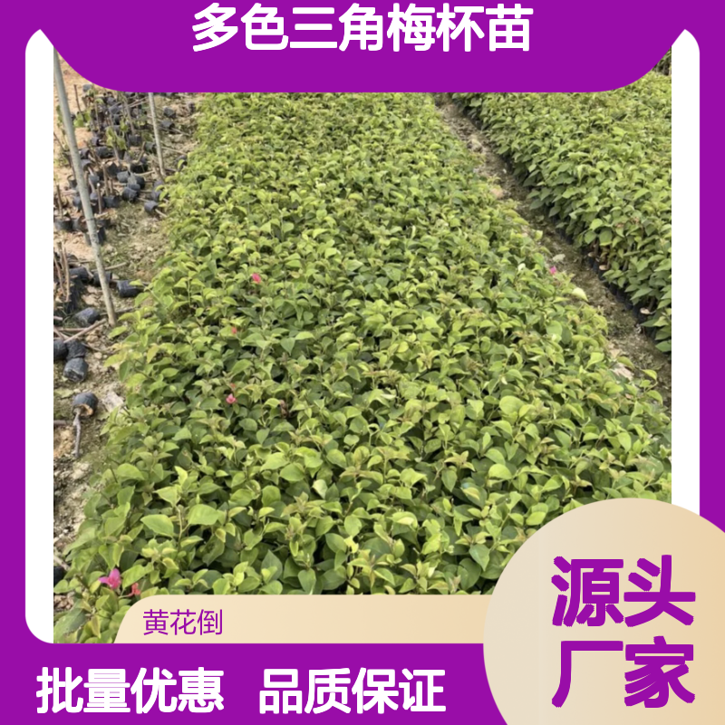多色三角梅杯苗 基地直供 批发优选 生长旺盛 易于养护