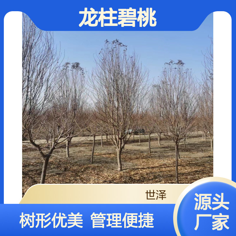 3公分 4公分 5公分 6公分 8公分龙柱碧桃 树形好 易管理 包装车