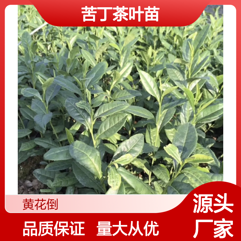 苦丁茶叶苗 百亩主产区直供 品质优良 种植专业