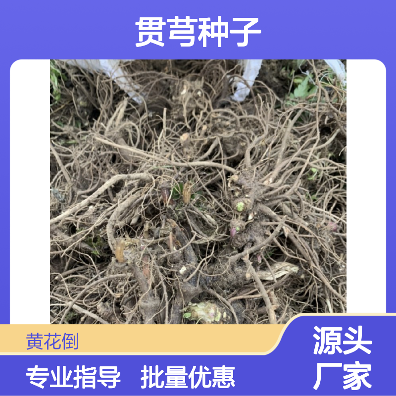 当年新采贯芎种子 产地直供 技术指导 品质保证