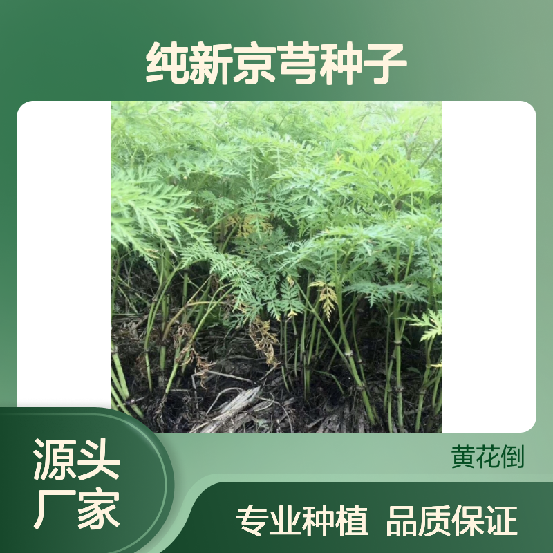 当年纯新京芎种子 自产自销技术指导 淀粉丰富