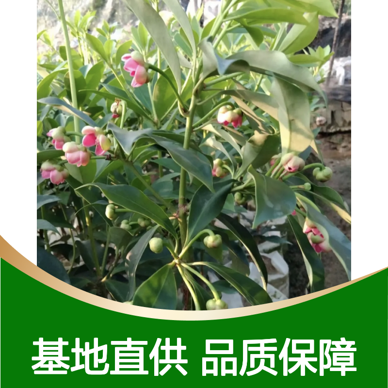 大红八角树苗 基地直供 种植技术指导 色泽鲜艳
