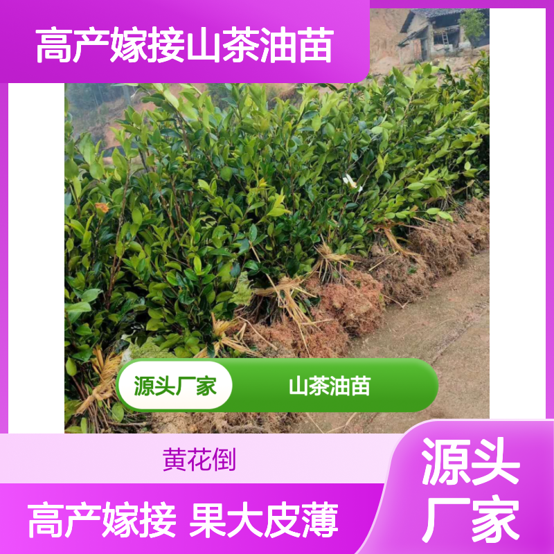 高产嫁接山茶油苗 批发种植主产区 果大皮薄 适应性强