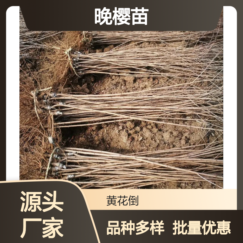 晚樱苗批发 红花高盆樱 园林优选 品种纯正 早春盛开