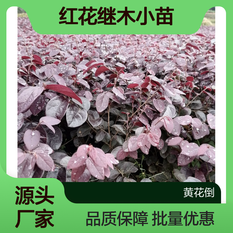 红花继木小苗 园林常绿灌木 批发供应 嫁接优选