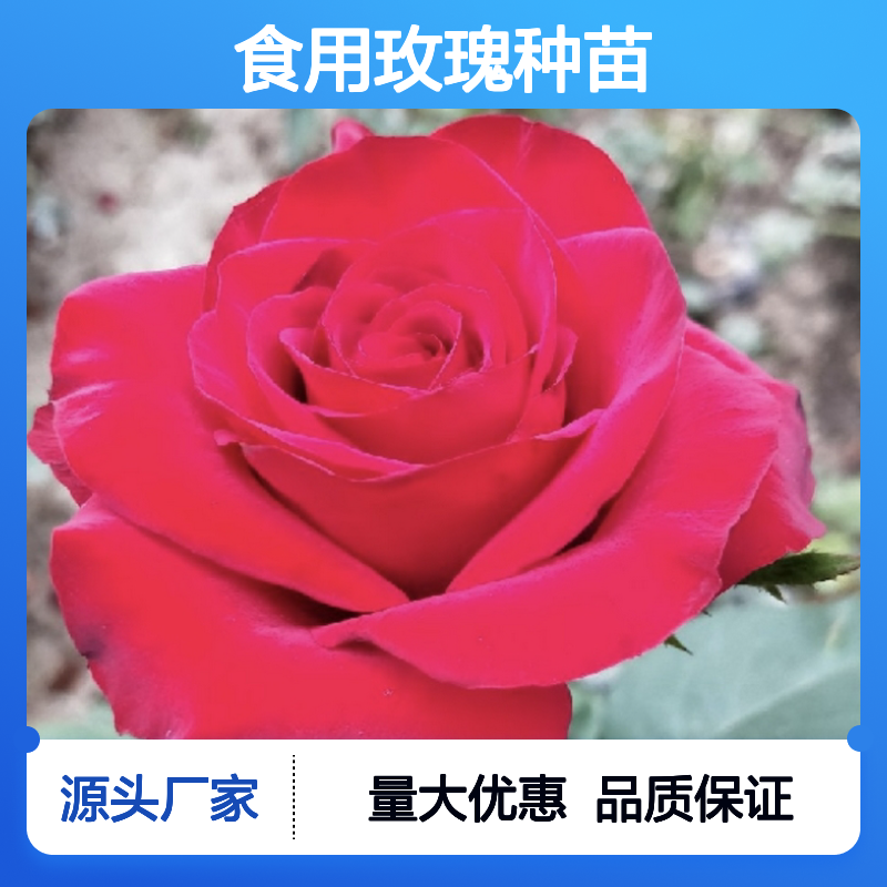 食用玫瑰种苗 基地直供 种植优选 香气浓郁 历史悠久
