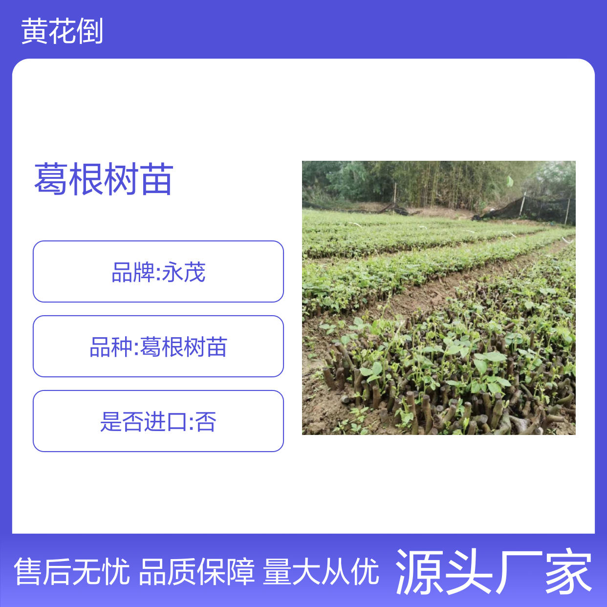 正宗葛根树苗 园林种植优选 基地直发 全国包邮