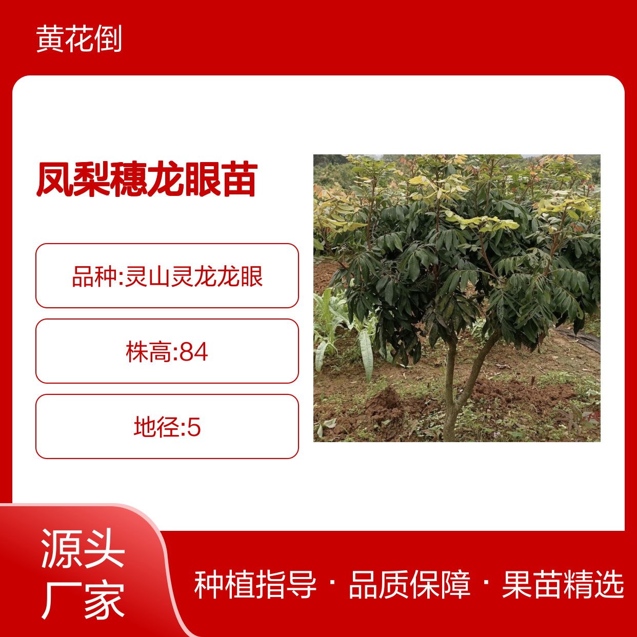 凤梨穗龙眼苗 优质果树苗木 生长旺盛 高产稳产