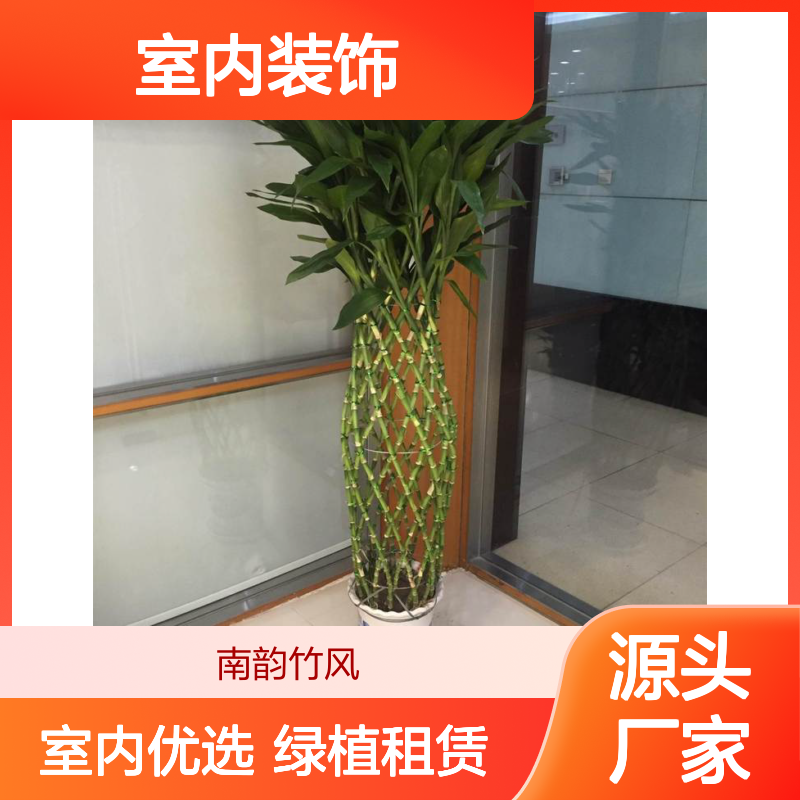 南韵竹风3年富贵竹笼 1.8米高绿植租赁 室内装饰优选