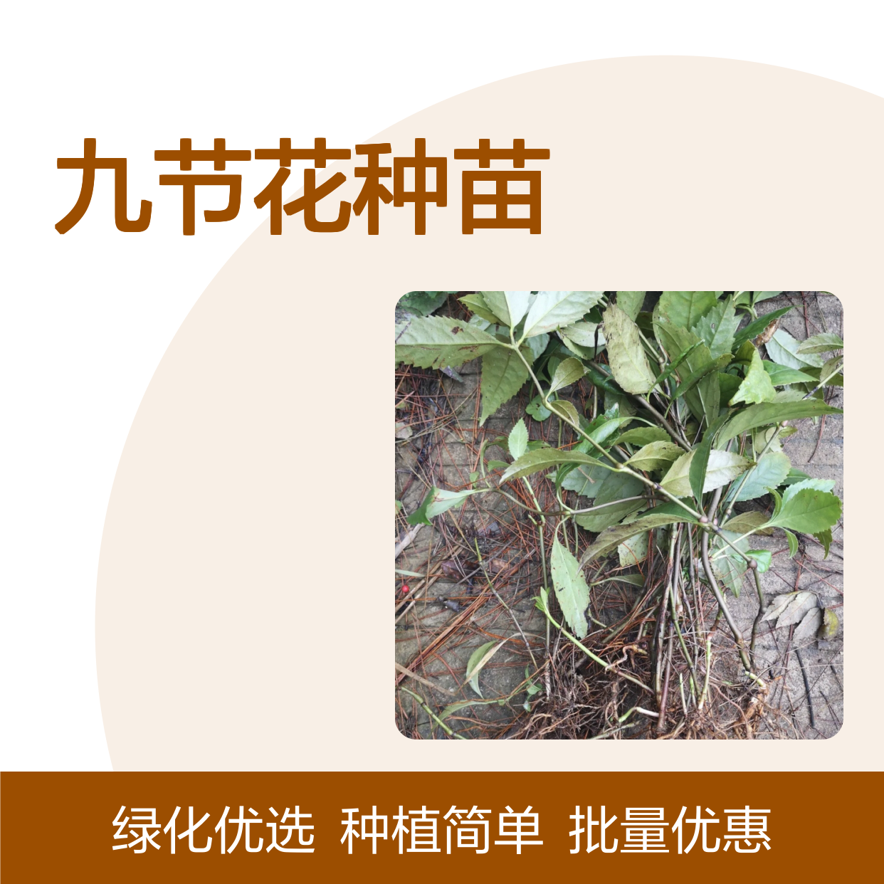 九节花种植园 分株扦插繁殖苗 成活率高 生长快速