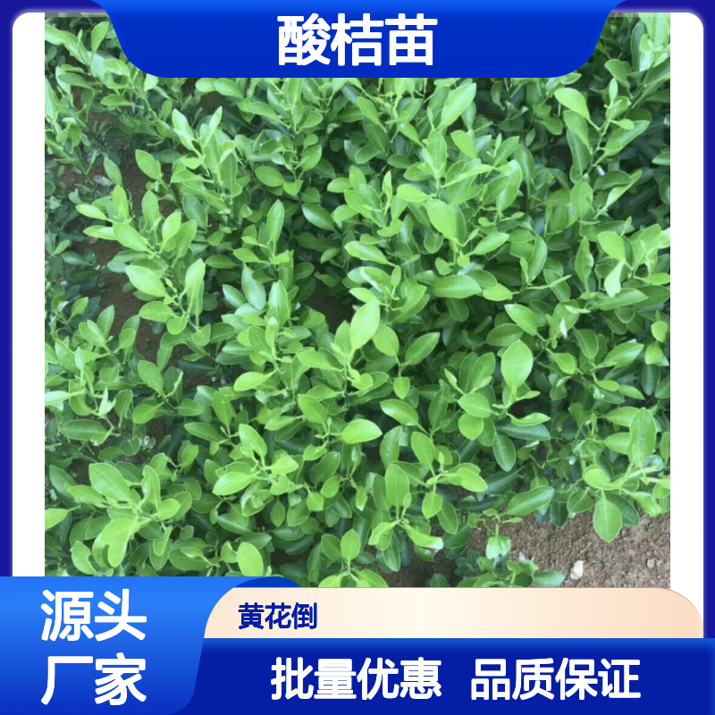 酸桔苗供应 酸桔种植园 果树苗木优选 生长迅速