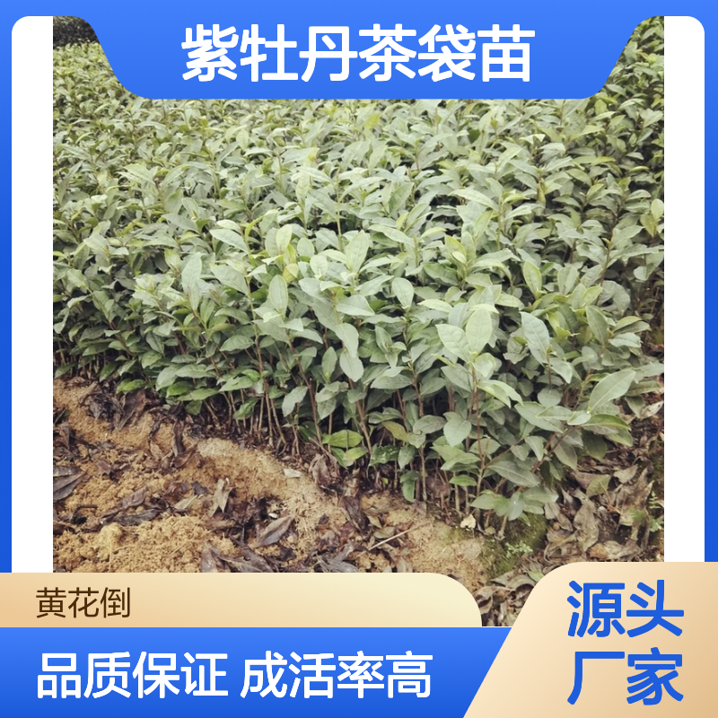 产地一手货源紫牡丹茶袋苗 多年生根系发达成活高规格齐全