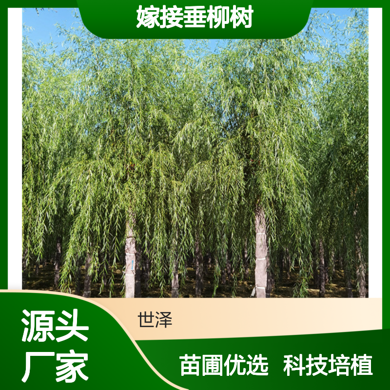 嫁接垂柳树 12 15 18公分 苗圃好货 土球好 科技种植