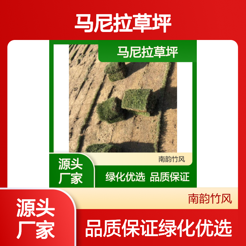 马尼拉草坪 覆盖度大 抗干旱耐瘠薄 分蘖力强 病虫害少