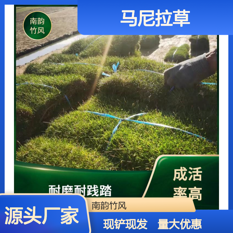 南韵竹风 马尼拉草 易于铺设 耐修剪 易存活 密度紧实