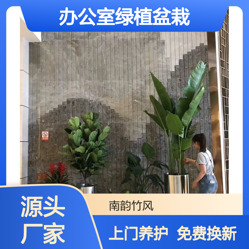 绿色植物租赁 办公室绿植盆栽摆放 园林绿化公司 南韵竹风