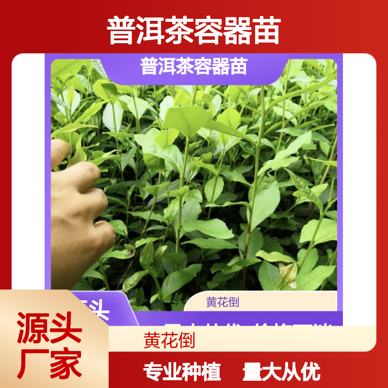 普洱茶容器苗 基地直供 园林绿化 品质可靠 技术支持