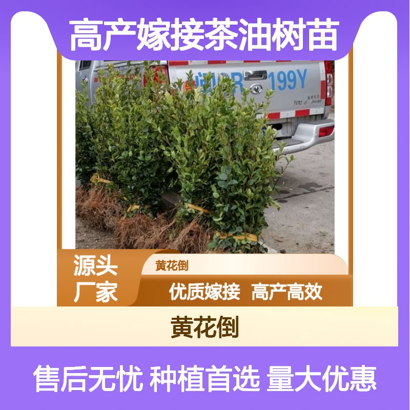 高产嫁接茶油树苗 果大皮薄 营养丰富 适用于丘陵