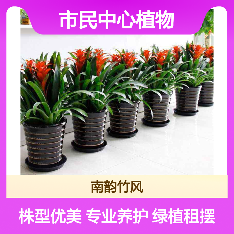 市民中心植物租摆 花卉绿植盆栽养护服务 株型匀称 干净整洁 南韵竹风