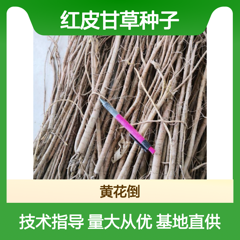 当年新采红皮甘草种子 基地供货技术扶持 出芽率高