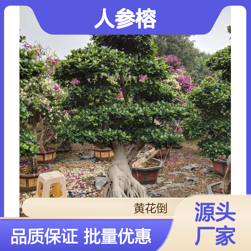 人参榕基地直供 独特根块造型盆景 生长旺盛 易于养护