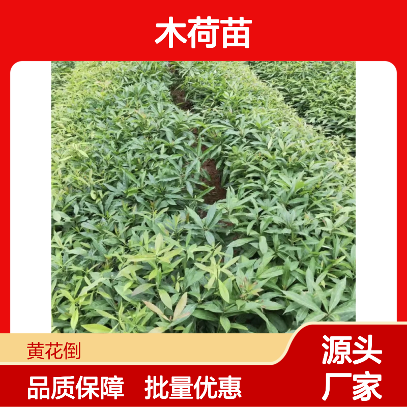 精选木荷苗 木荷种植园出品 造林优选 生长迅速