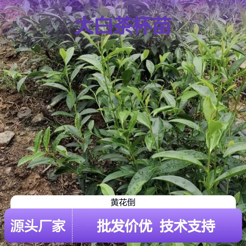 大白茶杯苗产地批发 种植技术免费指导 品质优良