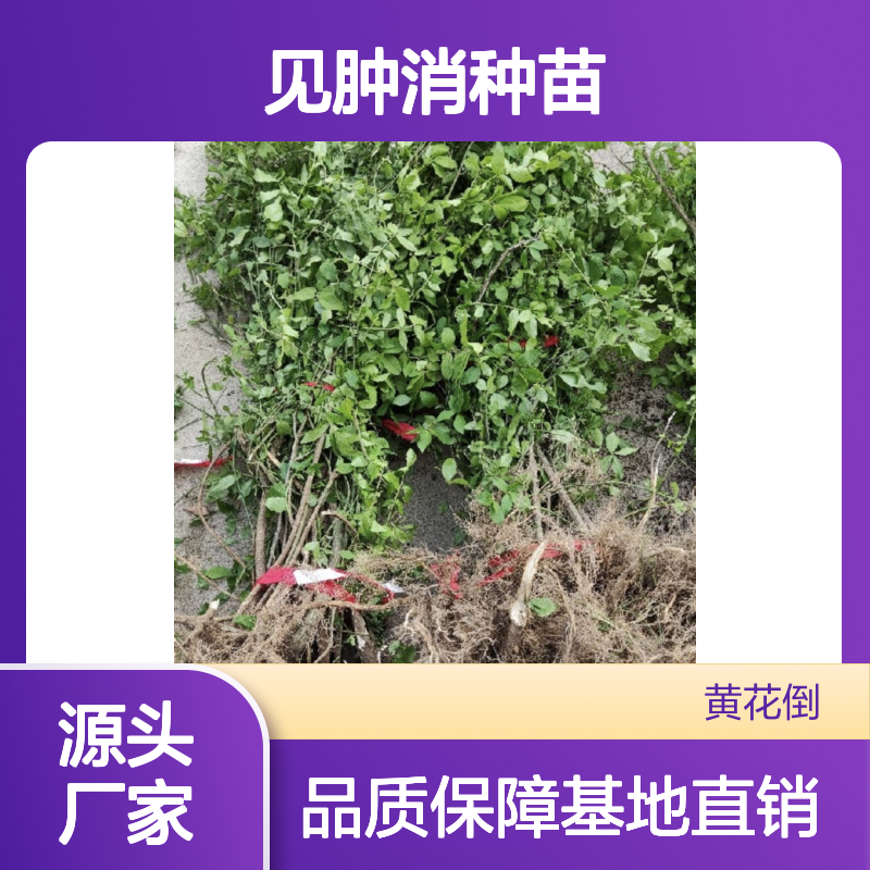 见肿消种苗基地 直供优质种苗 成活率高 专业培育
