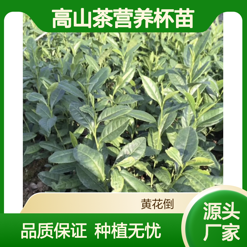 高山茶营养杯苗 基地直发品质纯正 包教技术 一手货源