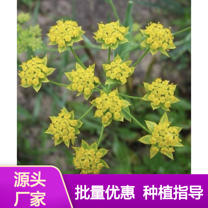 地熏小苗 柴胡种子 批发种植 省工省时 遮阴保湿