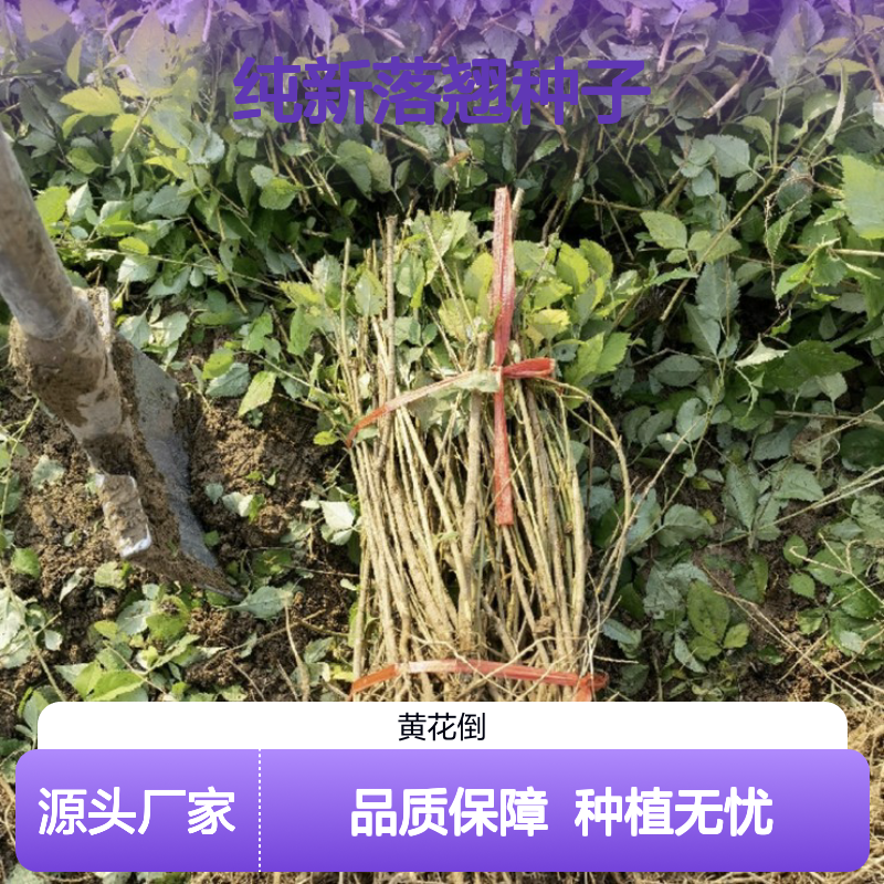 纯新落翘种子 自产自销技术指导 育苗优选 包邮到家