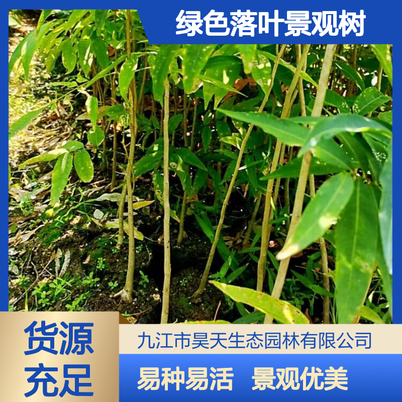 农户自育无患子苗木 H60-150公分袋苗 长江流域绿色落叶景观树种苗