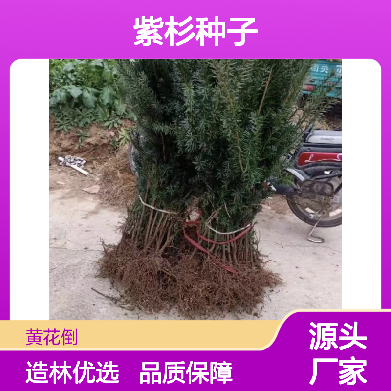 当年新采紫杉种子 林木良种基地直供 技术指导