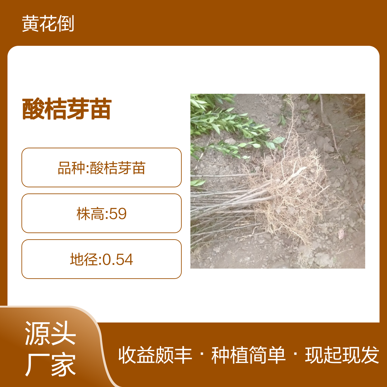 现起现发酸桔芽苗 种植收益好 荒山农田均可种植